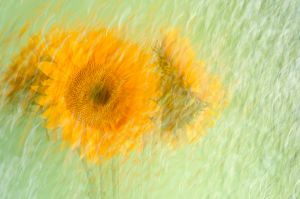 Website_A Brush with Sunflowers.jpg